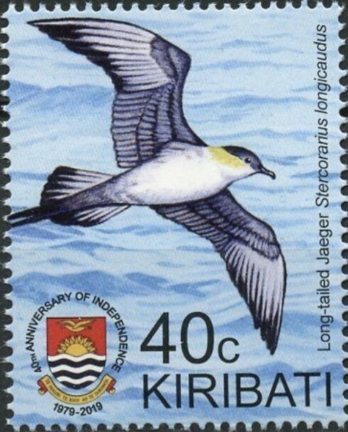 Long-Tailed Jaeger