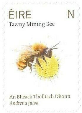Tawny Mining Bee