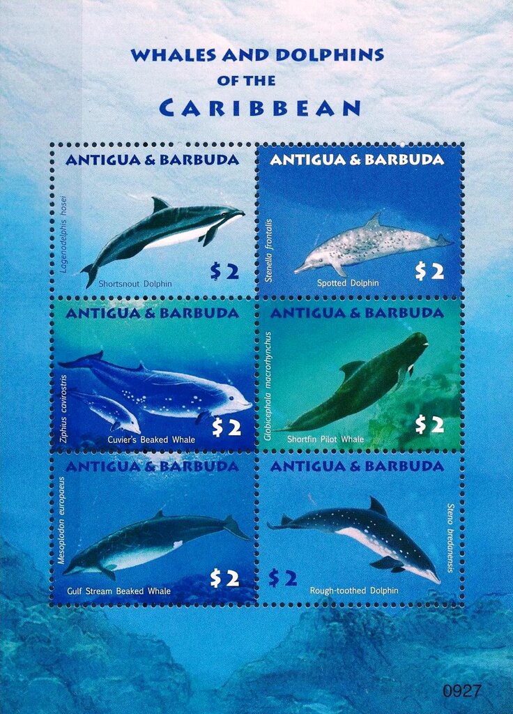 Whales and Dolphins