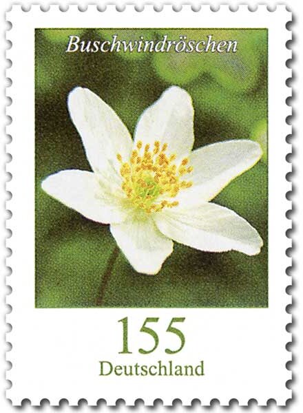 Wood Anemone (Anemone nemorosa)