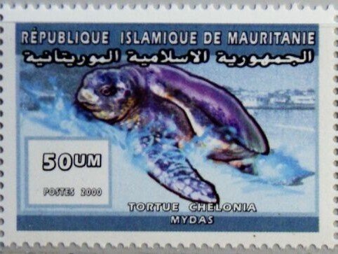 Chelonia mydas
