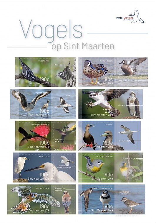 Birds of Sint Maarten