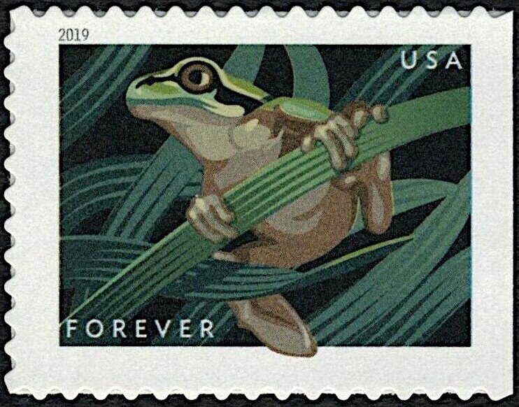 Squirrel Tree Frog (Hyla squirella)
