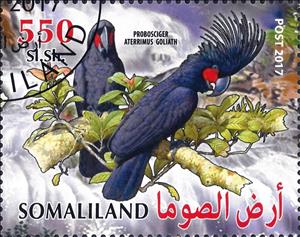 Stamp, Probosciger Aterrimus Goliath, Cinderellas,  , Animals (Fauna), Birds, Parrots