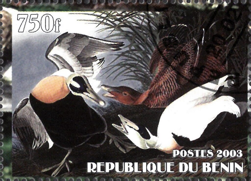 King Eider (Somateria spectabilis)