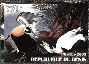 Stamp, King Eider (Somateria spectabilis), Cinderellas,  , Animals (Fauna), Birds