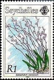 Bullbophyllum intertextum