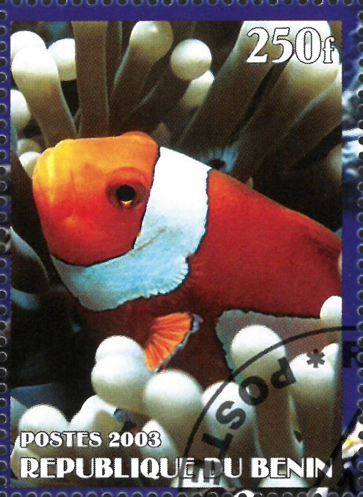 Clown- or Anemonefish (Amphiprion sp.)