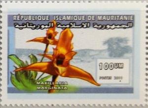 Stamp, Maxillaria marginata, Mauritania,  , Flowers, Plants (Flora)