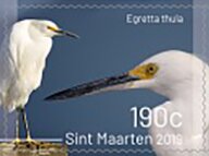 Birds of Sint Maarten