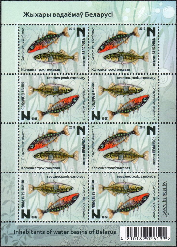 Three-Spined Stickleback (Gasterosteus aculeatus)