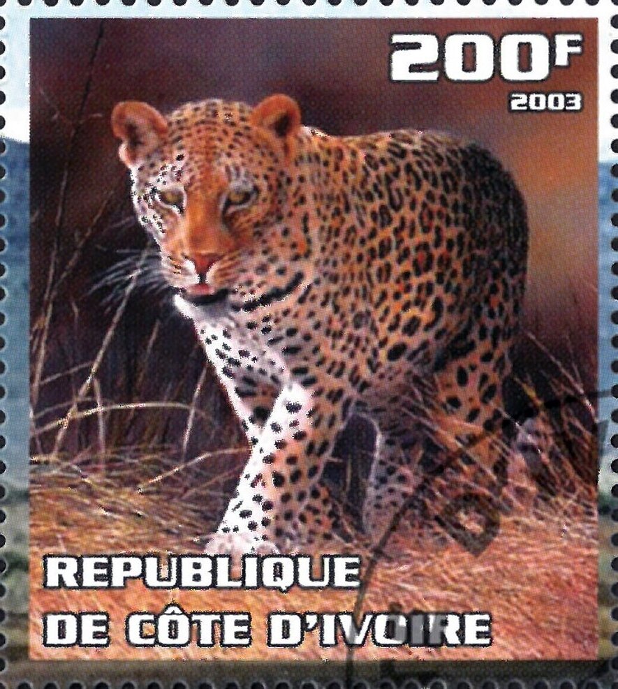 Leopard