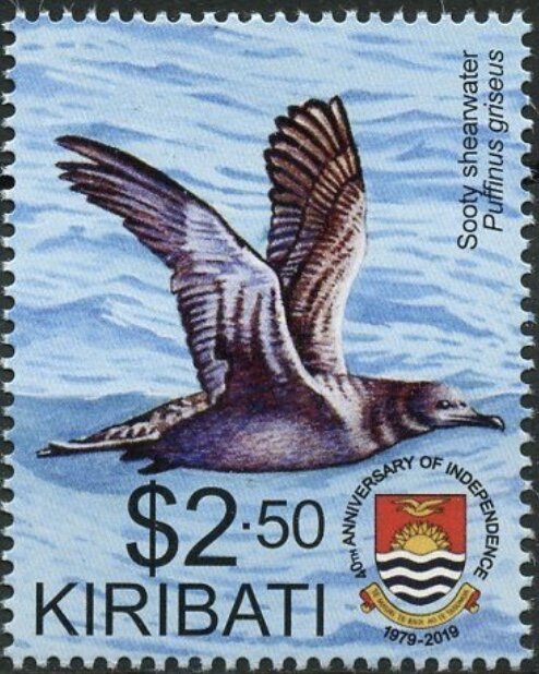Sooty Shearwater