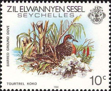 Geopelia striata