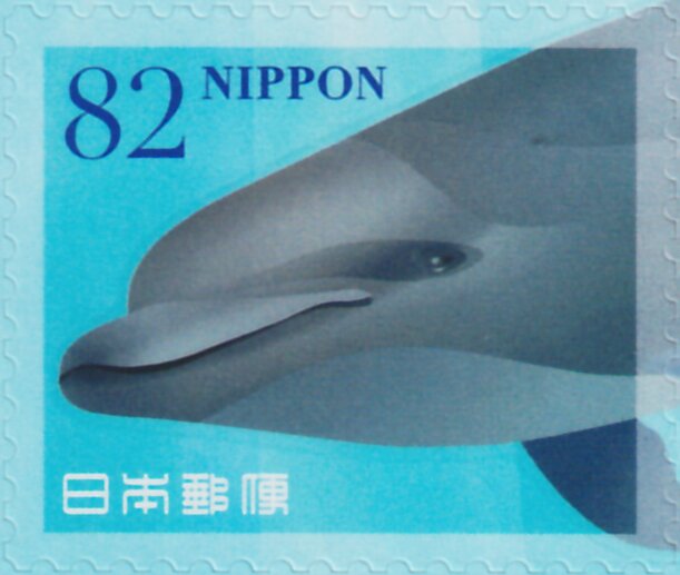 Dolphins