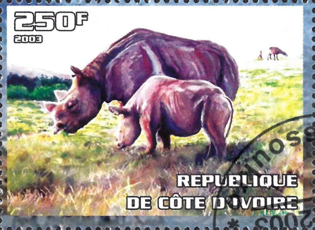 Rhinoceros