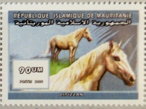 Lipizzaner horse