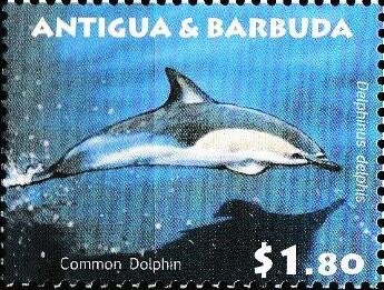 Common Dolphin (Delphinus delphis)