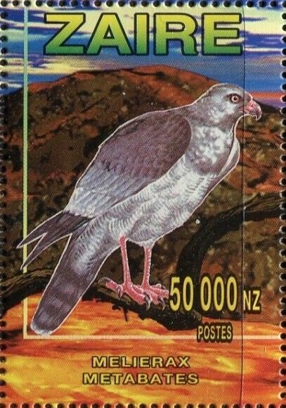 Dark Chanting-goshawk (Melierax metabates)