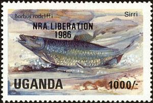 Stamp, Barbus radcliffi, Uganda,  , Animals (Fauna), Fishes, Liberations