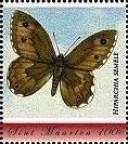 Hipparchia semele