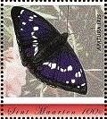 Apatura iris