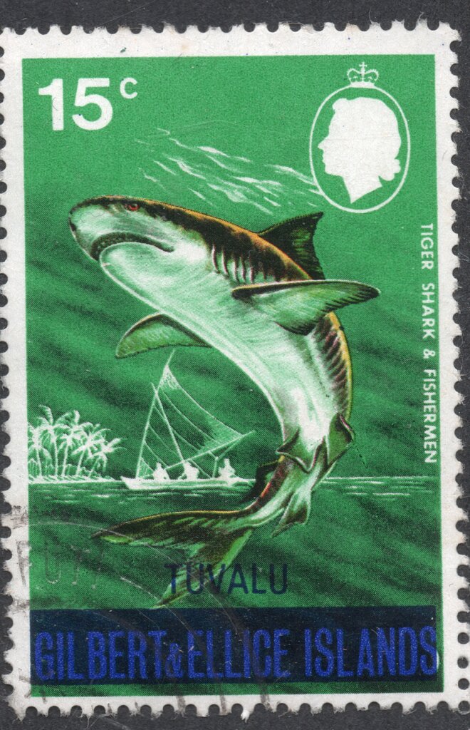 Tiger Shark & Fishermen
