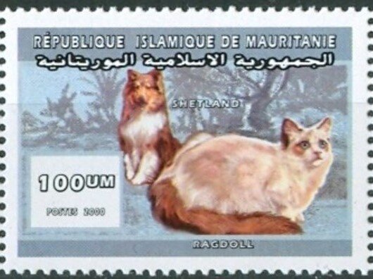Ragdoll cat and Shetland sheepdog