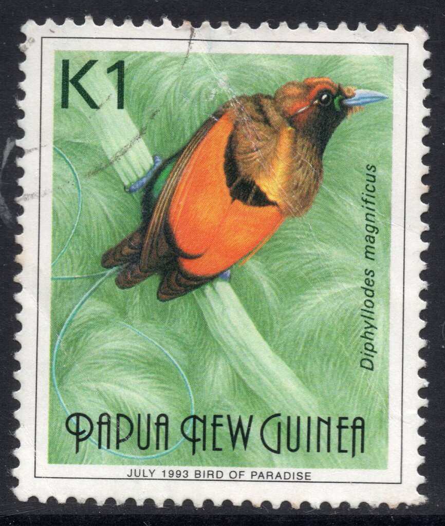 Magnificent Bird-of-paradise (Diphyllodes magnificus)