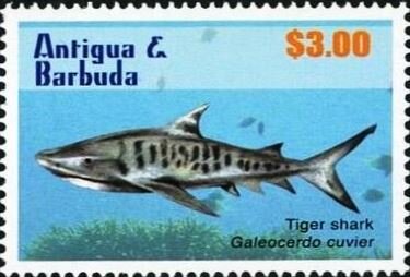 Tiger Shark (Galeocerdo cuvier)