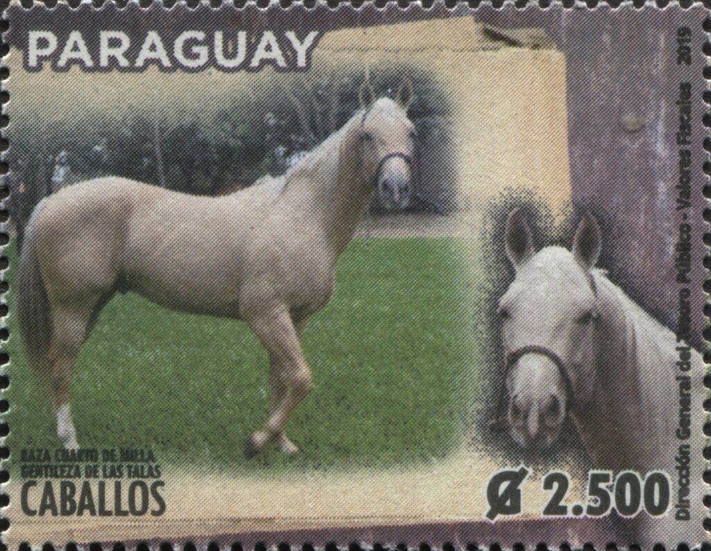 Horse Breeds of Paraguay (Equus ferus caballos)