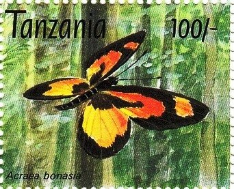 Bonasia Acraea (Acraea bonasia)
