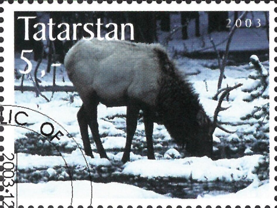 Deer