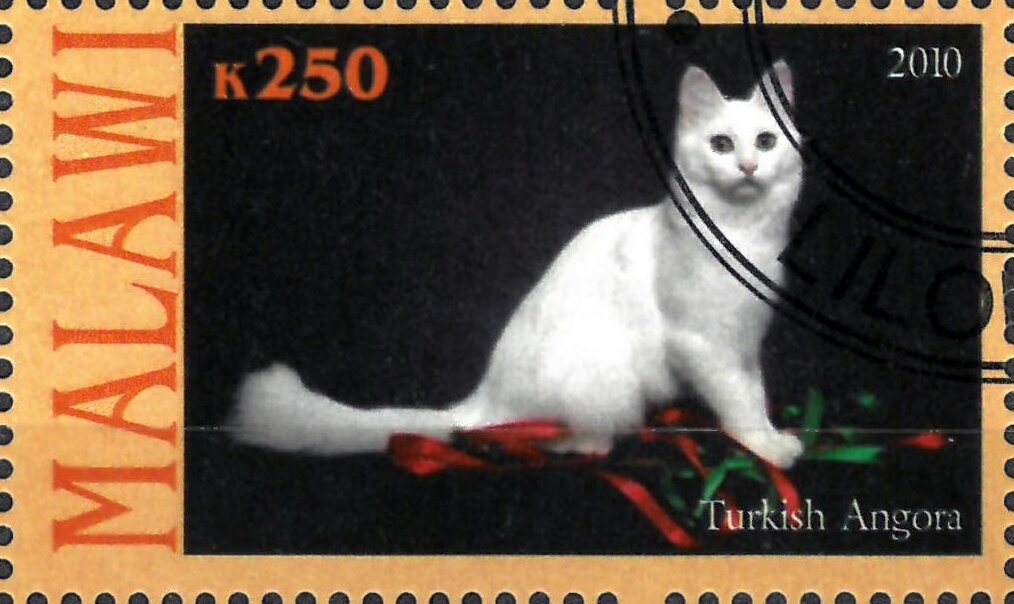 Turkish Angora