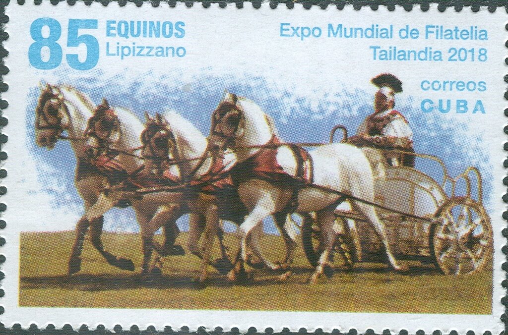 Horses (Equus ferus caballus): Lipizzan