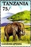 African Elephant (Loxodonta africana)