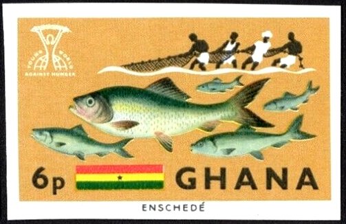 Atlantic Herring (Clupea harengus), Fisherman and Flag
