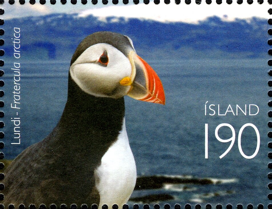 Atlantic Puffin (Fratercula arctica)