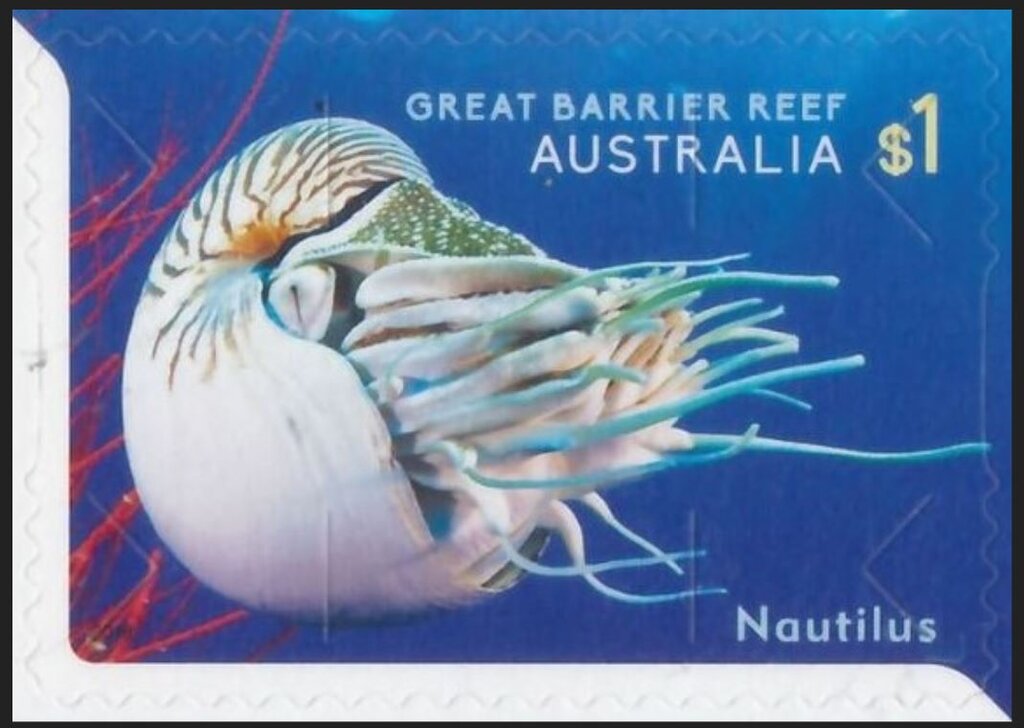 Chambered Nautilus (Nautilus pompillius)