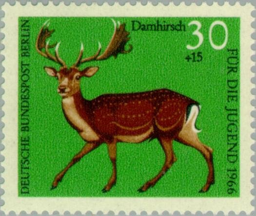 Fallow Deer (Dama dama)