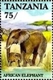 African Elephant (Loxodonta africana)