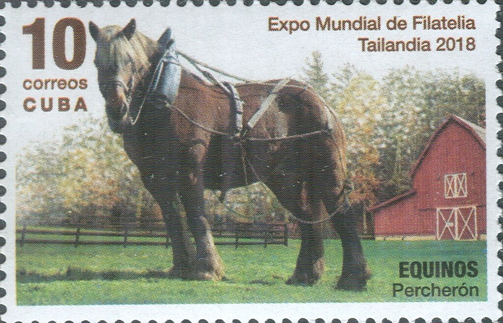 Horses (Equus ferus caballus): Percheron