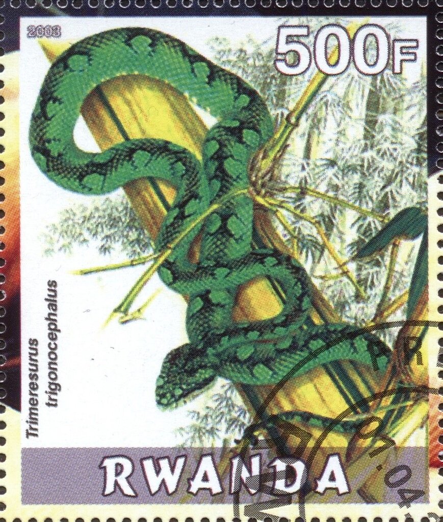 Trimeresurus trigonocephalus