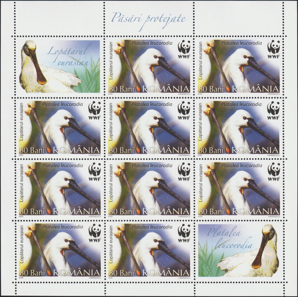 Eurasian Spoonbill (Platalea leucorodia) MS