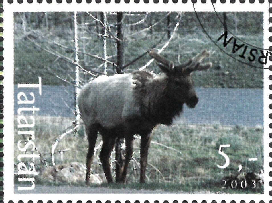Deer