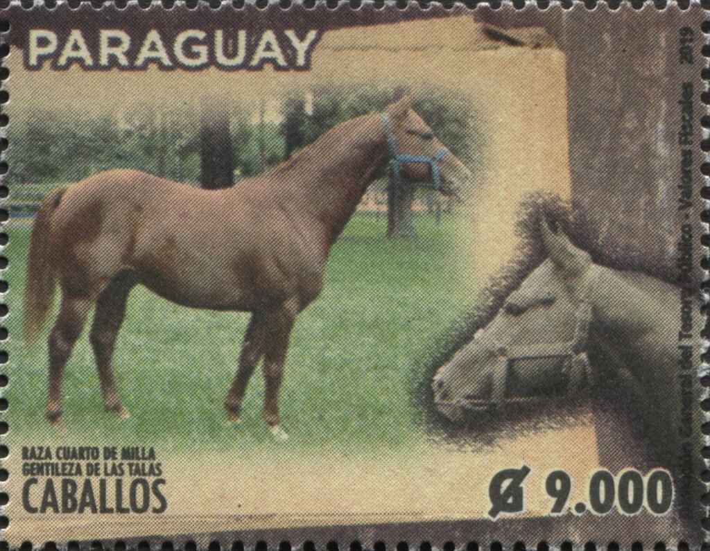 Horse Breeds of Paraguay (Equus ferus caballos)