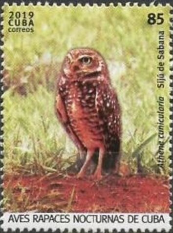 Burrowing Owl (Athene cunicularia)