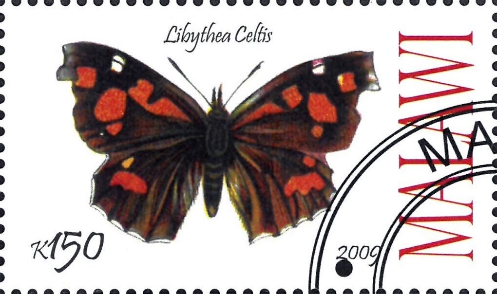 Libythea Celtis