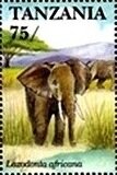African Elephant (Loxodonta africana)
