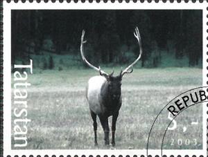 Stamp, Deer, Cinderellas,  , Animals (Fauna), Deer, Mammals